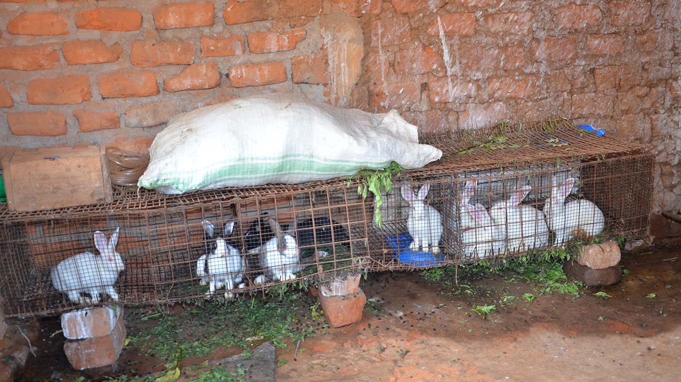 Wole Mixed Farm - Animal 1