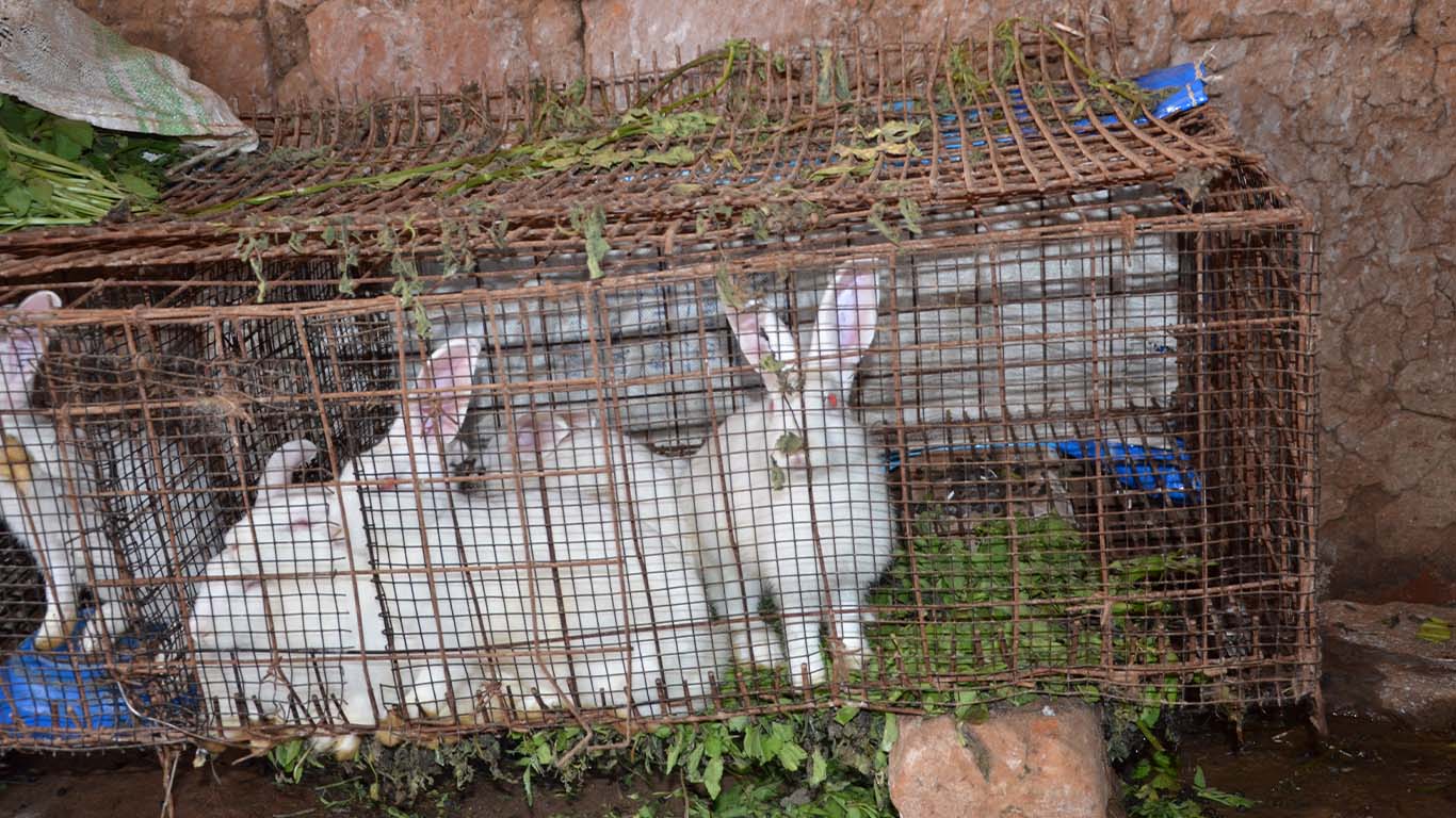 Wole Mixed Farm - Animal 2