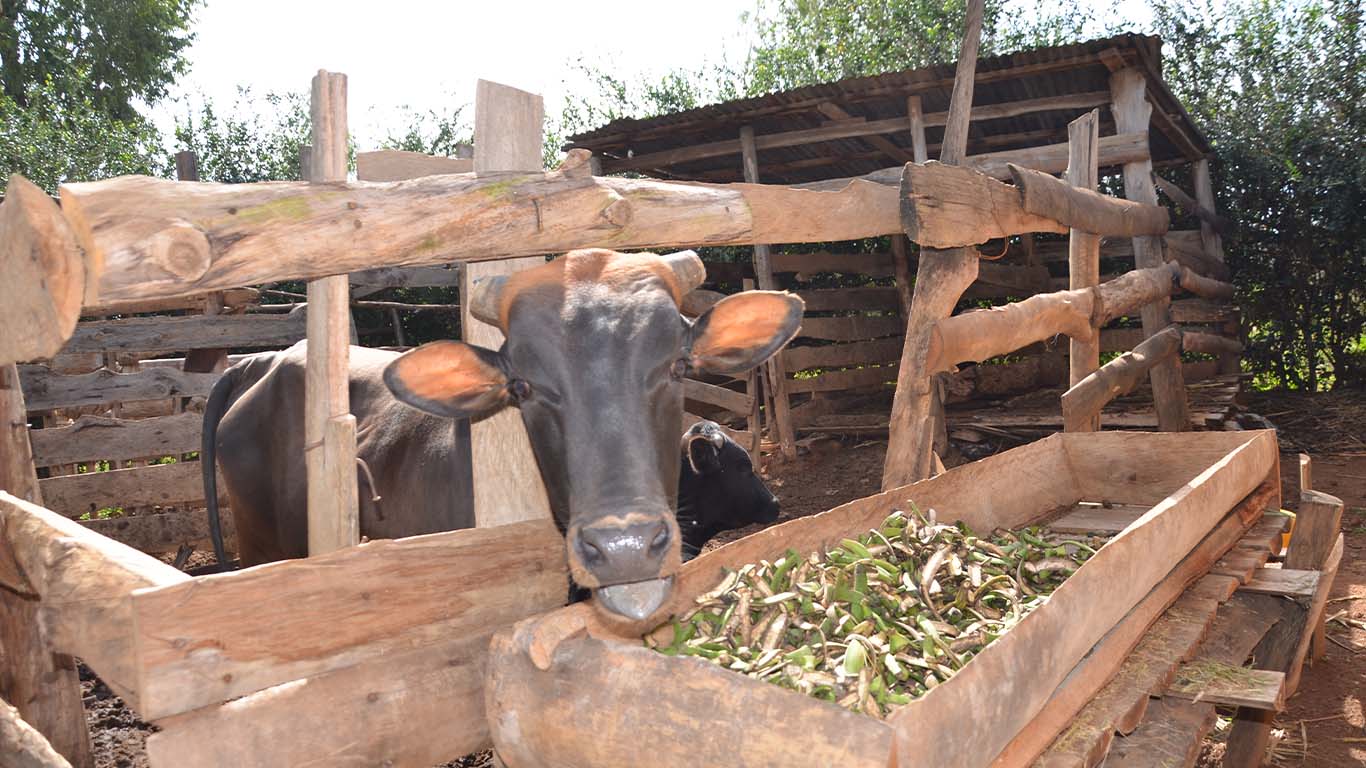 Wole Mixed Farm - Animal 3