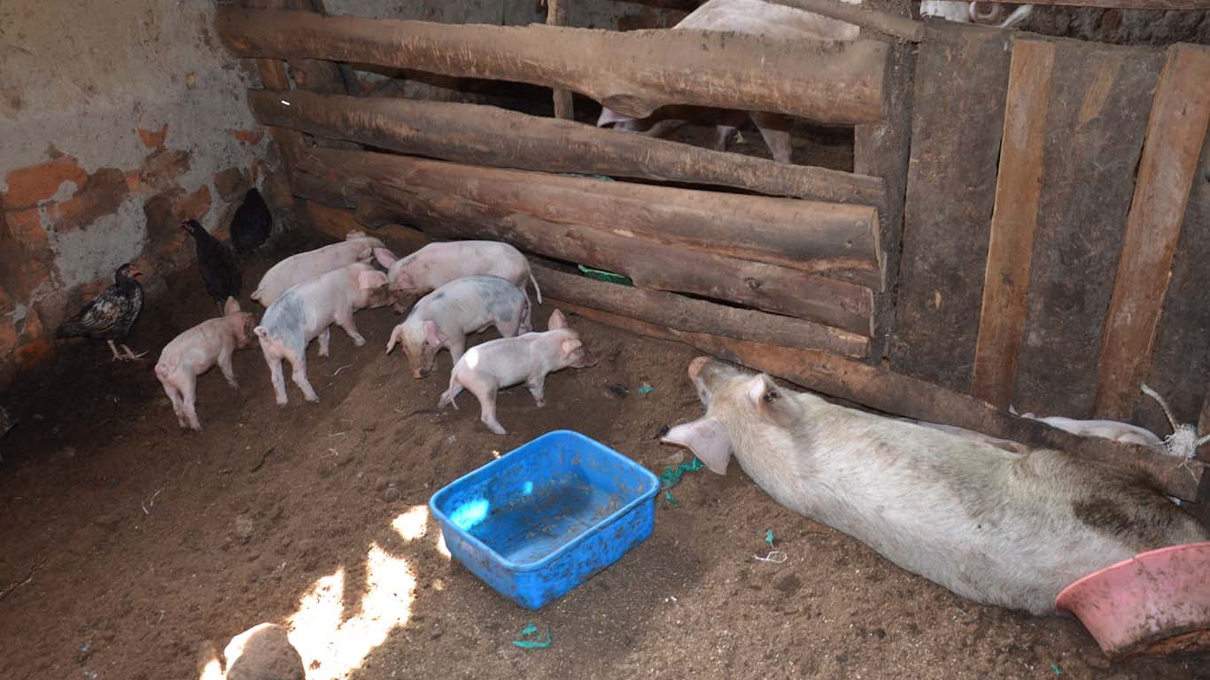 Wole Mixed Farm - Animal 4