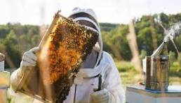 Apiary Farming at Wole Mixed Farm