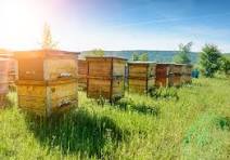 Apiary 2 - Beehive at Wole Mixed Farm
