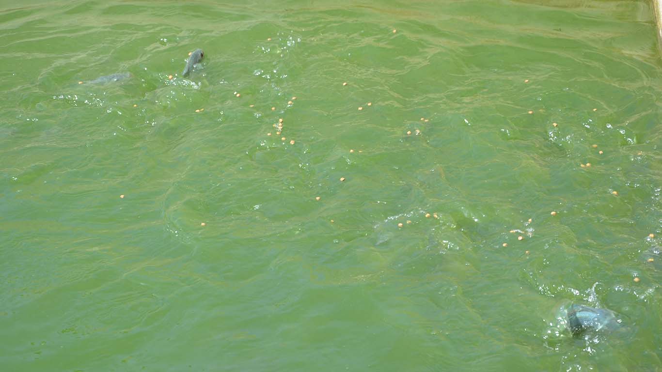 Fish Farming 2 at Wole Mixed Farm