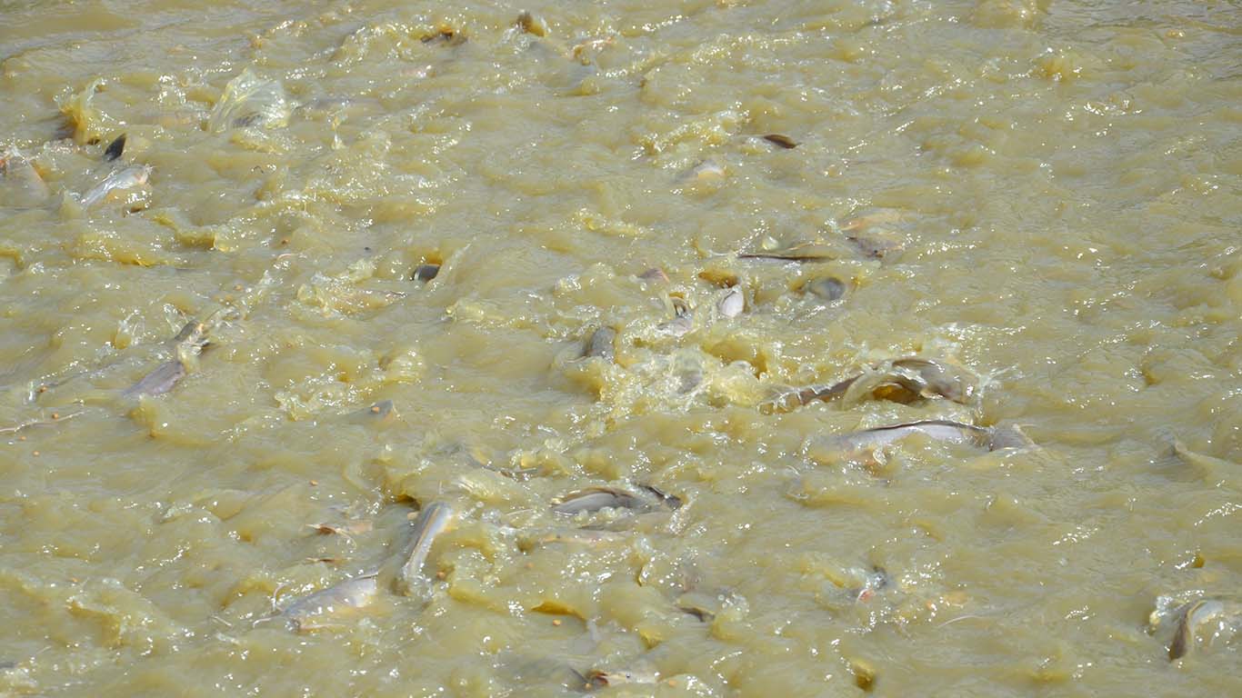 Fish Farming 3 at Wole Mixed Farm