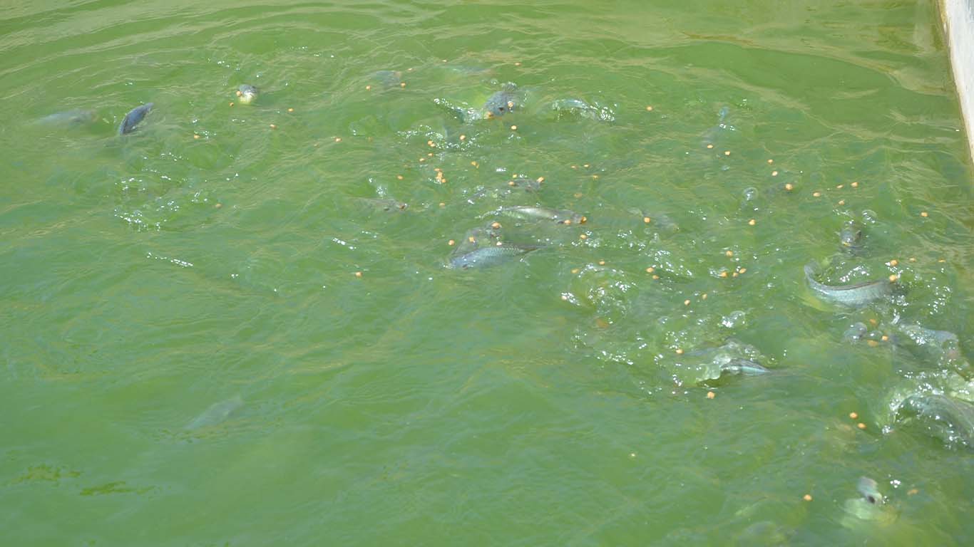 Fish Farming 4 at Wole Mixed Farm