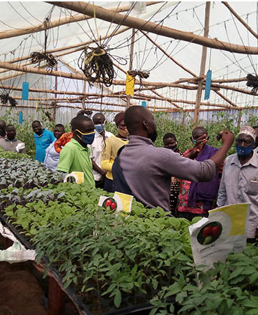 Greenhouse at Wole Mixed Farm
