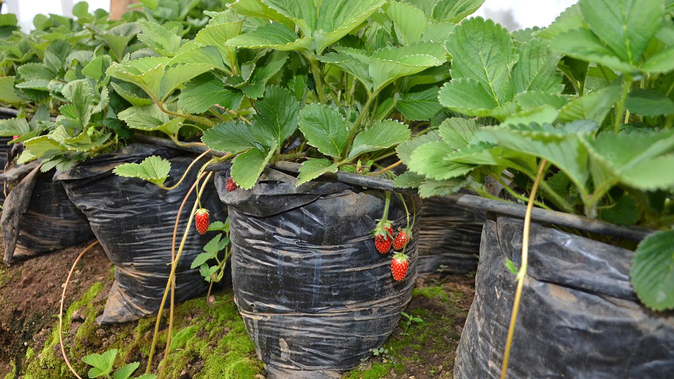 Horticulture at Wole Mixed Farm