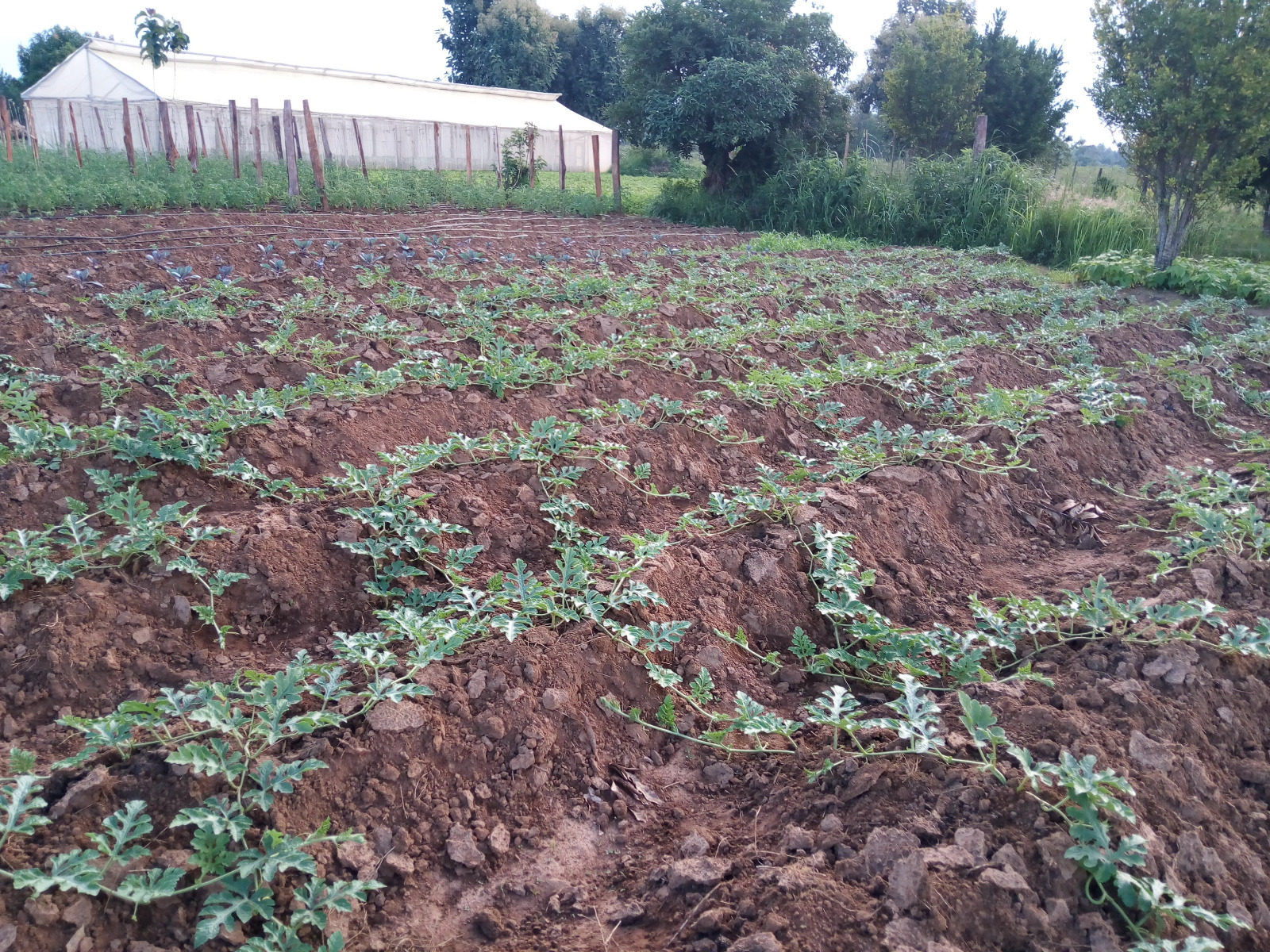 Horticulture 1 at Wole Mixed Farm