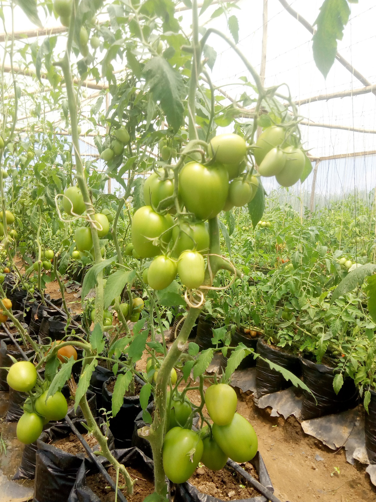 Horticulture 3 at Wole Mixed Farm