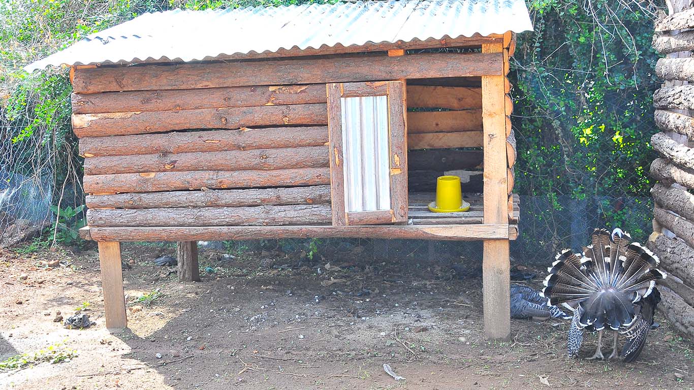 Poultry Farming at Wole Mixed Farm