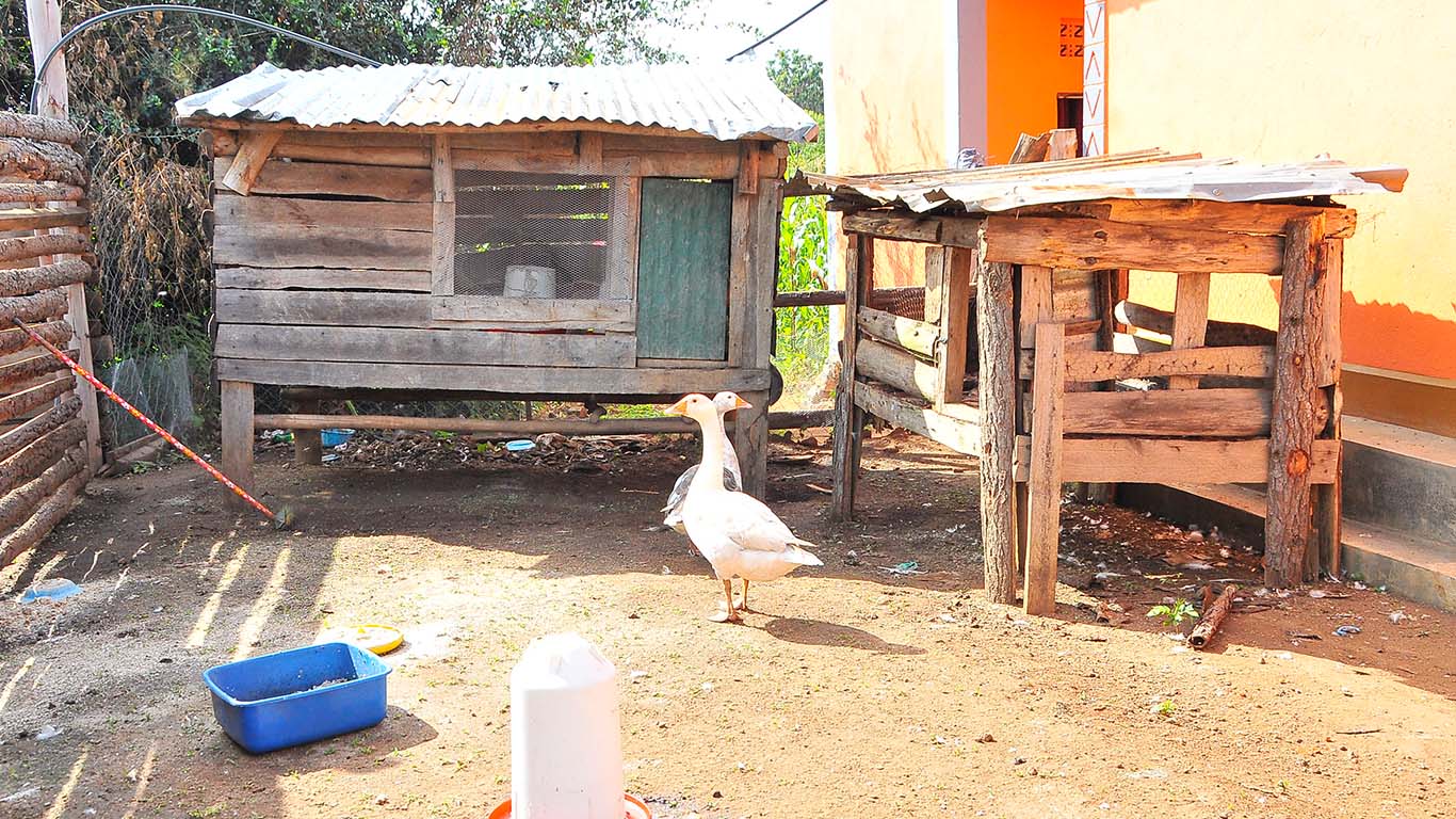 Poultry Farming at Wole Mixed Farm