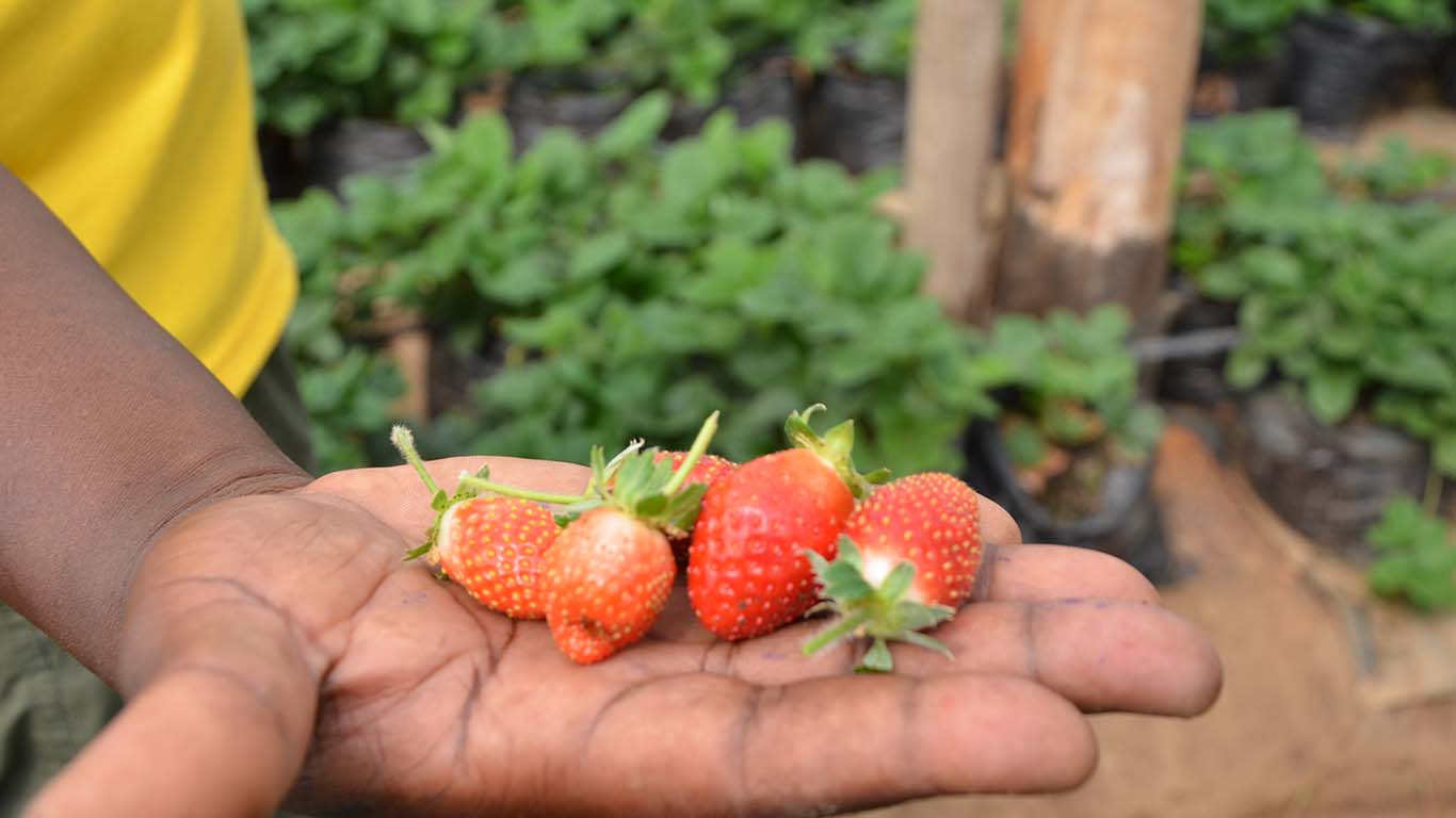HortiCulture(Fruits And Vegetables) At Wole Mixed Farm