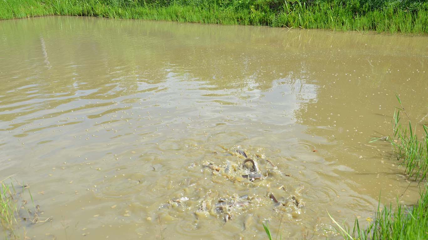 Live Fish Feed Production Pond at Wole Mixed Farm