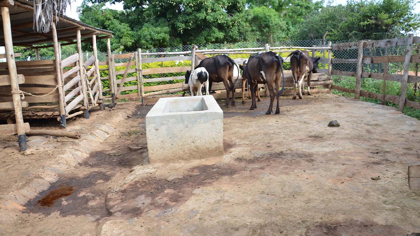 Animal Husbandry at Wole Mixed Farm
